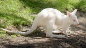 Baby Wallaby Debut