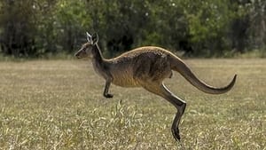 How Do Animals Do That? Time Telling Dogs and Kangaroo Hops