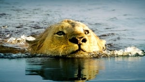 Survie au fil de l’eau