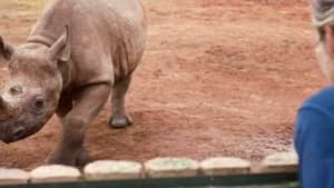 Les derniers rhinocéros d’Afrique