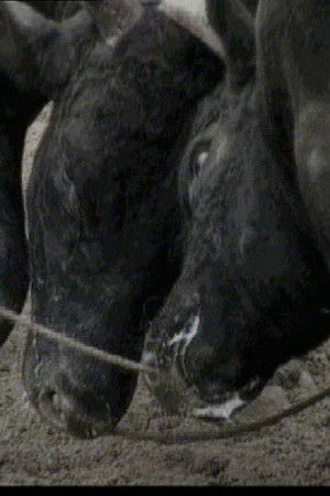 Bullfight in Okinawa