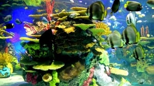Beautiful Coral Reef Fish film complet