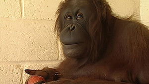 Monkey Business Episode 7