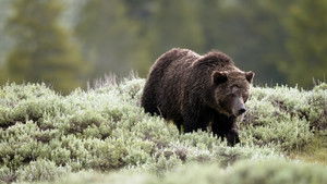 Mountain: Life at the Extreme: 1×1 {year} Online En Netflix