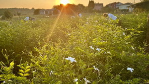 Fleurs à parfum, retour en Grasse