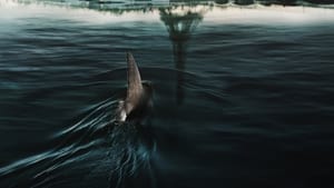 Rekiny w Sekwanie