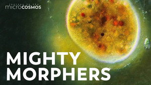 Ophyroglena: The Tricky Transforming Ciliate still