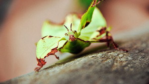 Little Matters: Insects