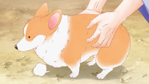 The Corgi and the Samurai: 1×2