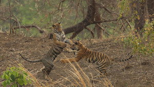 Tiger Queen of Taru