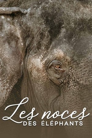 Les noces des éléphants