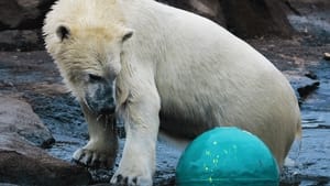Secrets of the Zoo Polar Bear Express