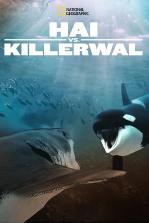 Poster Hai vs. Killerwal 2021