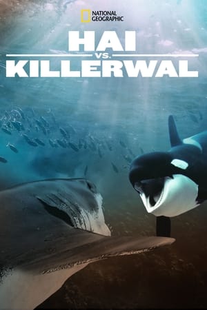 Image Hai vs. Killerwal