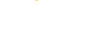 Ataques de Tubarão: Mistérios Revelados