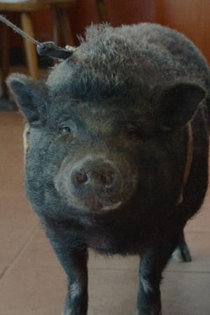 Image Nelson the Piglet