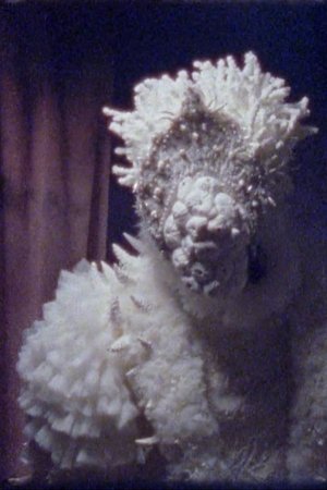 Nonton film Coral (2020) terbaru sub indo Nonton film Coral (2020) terbaru sub indo