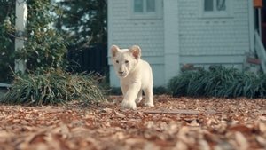 Mi pequeño León Blanco