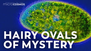 Paramecium: The White Rat of Ciliates still
