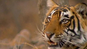 All About Animals EP23