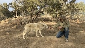 How Do Animals Do That? A Lions Roar and Leafcutter Ants