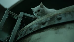 The Cat (2011)