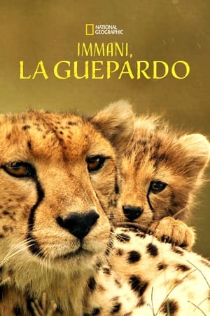 Image Immani, la guepardo