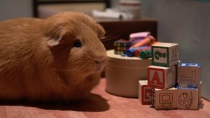 Cochon dingue: 4×35