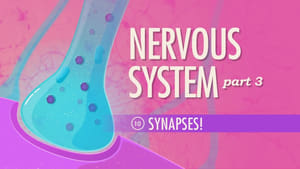 Crash Course Anatomy & Physiology The Nervous System, Part 3 - Synapses!