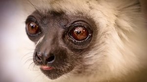 Madagascar: Lemurs and Spies