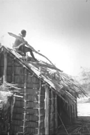Pêche, bétail, tortues, coiffure chez les Vezo de Madagascar