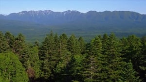 Wild Hokkaido! The Forest of Higashi-Taisetsu