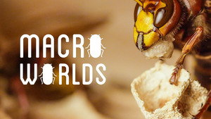 Macro Worlds