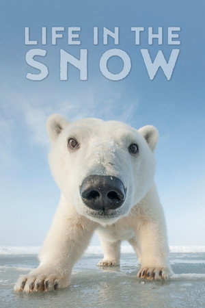 Life In The Snow 10