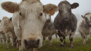 Et l’homme créa la vache