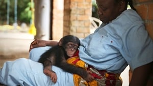 Baby Chimp Rescue Breaking Point