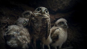 Afsnit 1