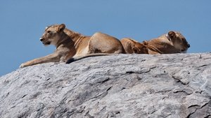 Top of the Food Chain