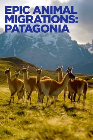 Poster Epic Animal Migrations: Patagonia 2023