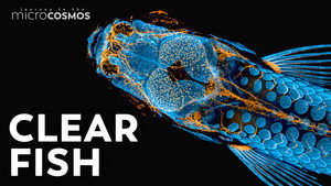 Looking for Answers in the Skull of a Zebrafish still