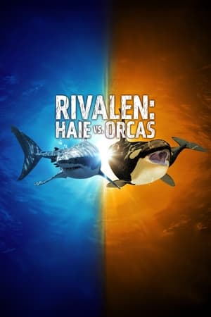 Image Rivalen: Haie vs. Orcas