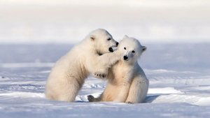 Kingdom of the Polar Bears The Cubs' Journey