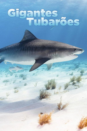 World's Biggest Tiger Shark 11