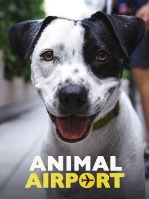 Animal Airport