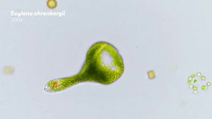 Euglenoids: Single-Celled Shapeshifters still