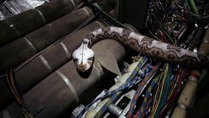 Des Serpents Dans l’Avion
