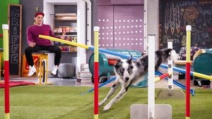 Cochon dingue: 5×11