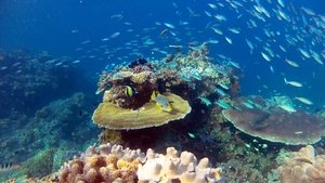 Great Barrier Reef with David Attenborough