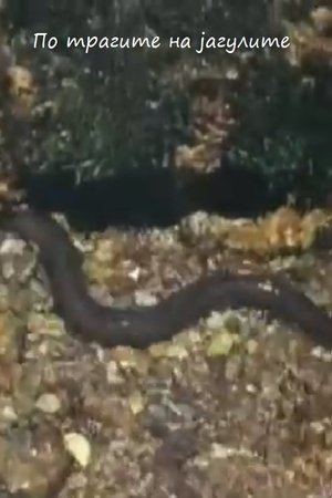 Following the Traces of the Eels