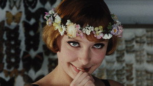 Daisies 68